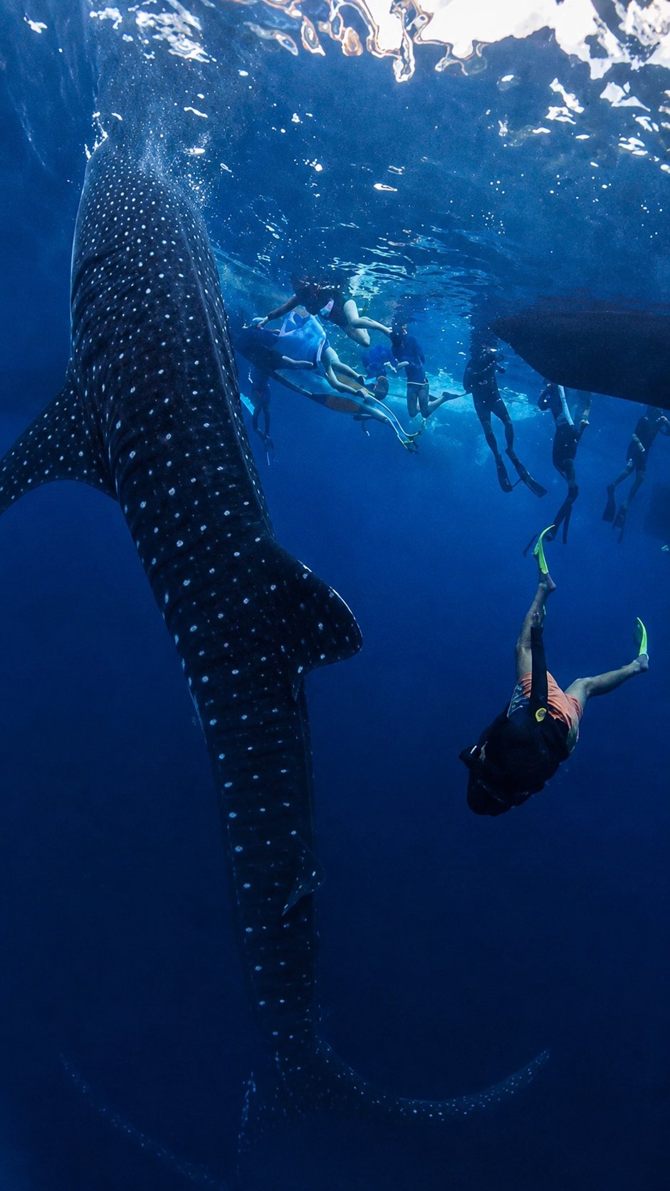 Snorkelers and whale shark tour in Sumbawa