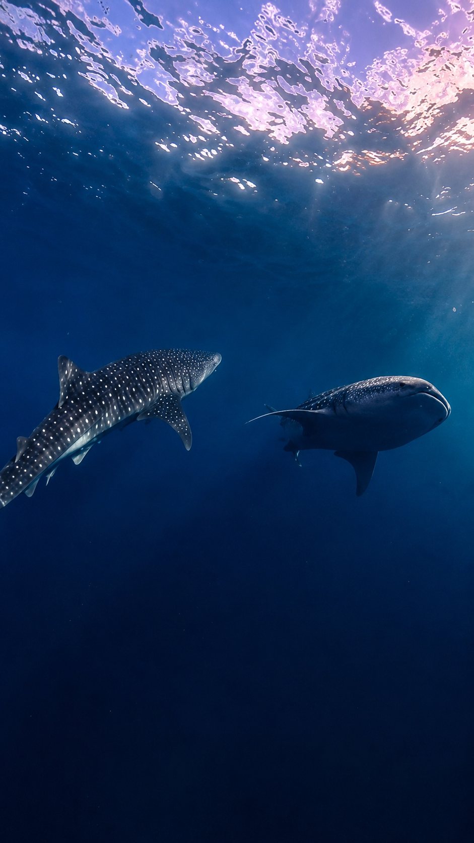Whale shark swimming in Saleh Bay Sumbawa